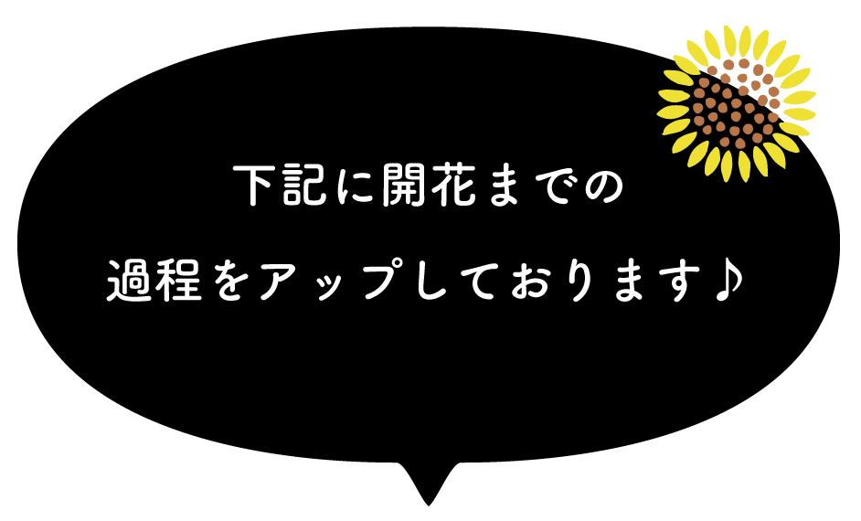 下記に開花までの 過程をアップしております♪
