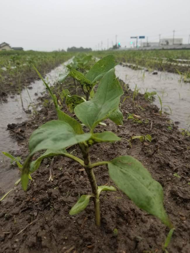 またまたひまわり畑が水没してしまいました 農事組合法人おきす 島根県出雲市 またまたひまわり畑が水没してしまいました 農事組合法人おきす 島根県出雲市