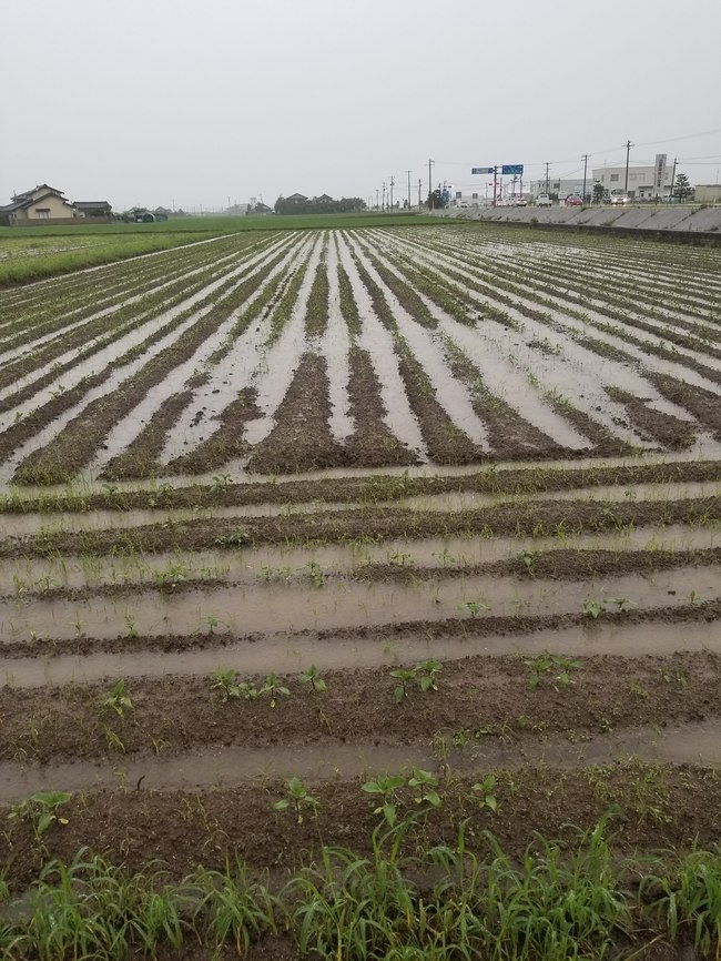 またまたひまわり畑が水没してしまいました 農事組合法人おきす 島根県出雲市 またまたひまわり畑が水没してしまいました 農事組合法人おきす 島根県出雲市
