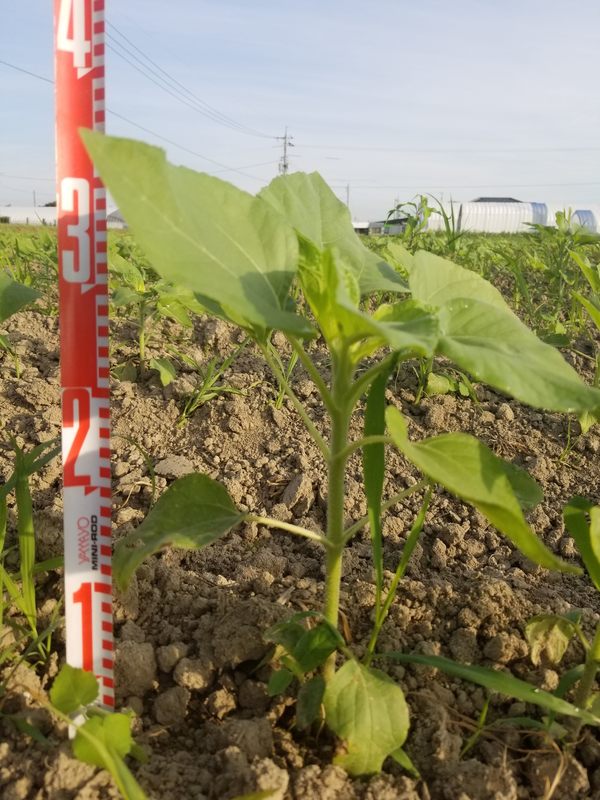 ひまわりの種まきから33日目 農事組合法人おきす 島根県出雲市