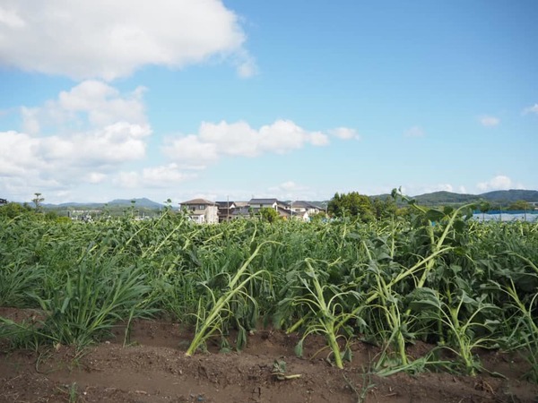 ひまわり畑