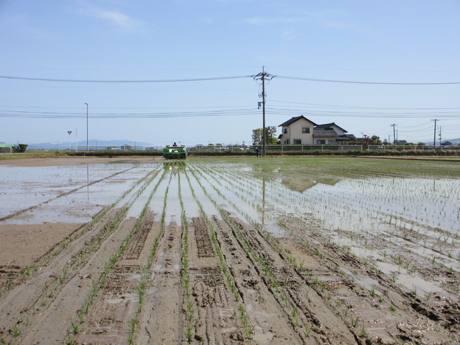 田植え5