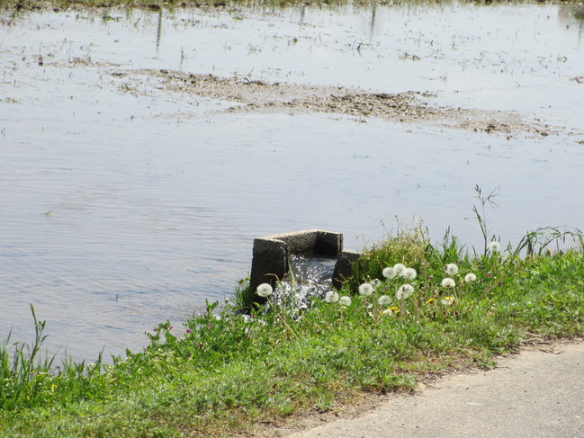 田植え9