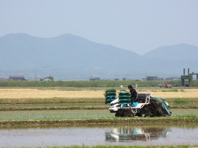 田植え４