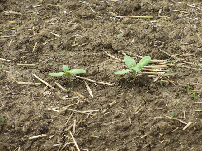 種まきから1週間 農事組合法人おきす 島根県出雲市