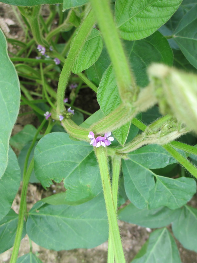 黒大豆の花