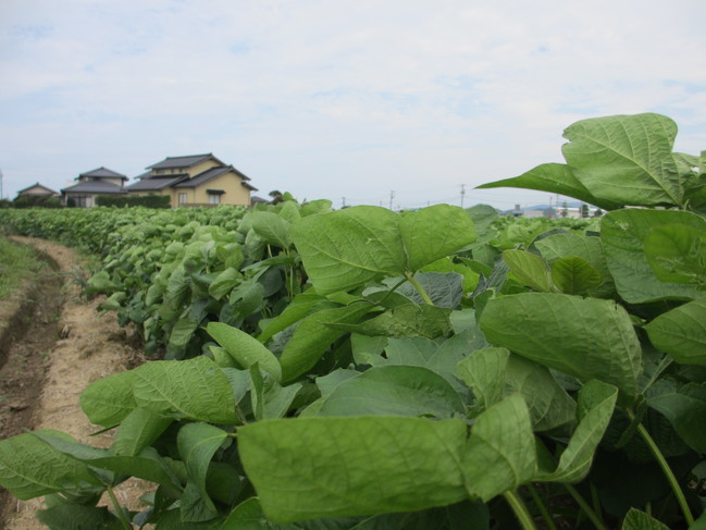 大豆の花４