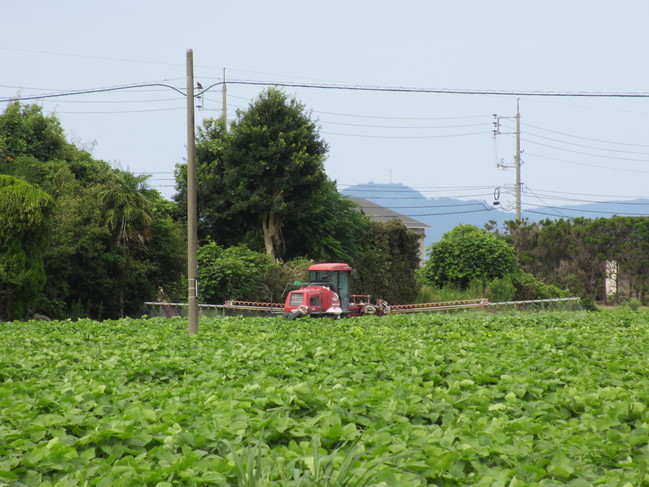 大豆の花５