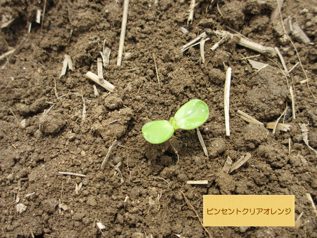 ひまわり