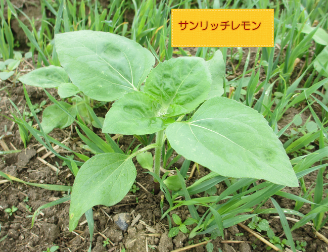 ひまわり