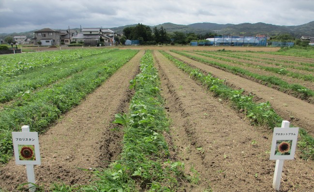 ひまわり３