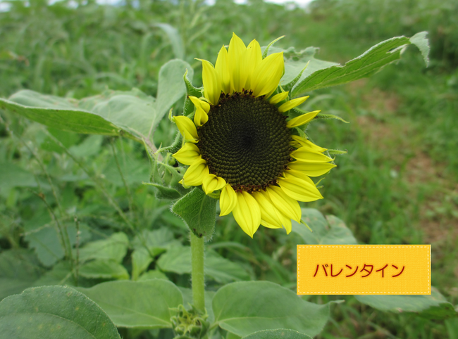 ひまわり３