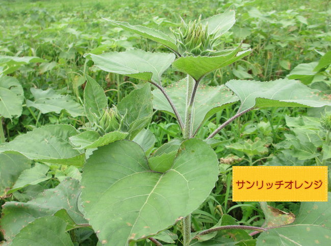 ひまわり４