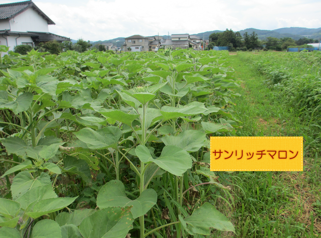 ひまわり５