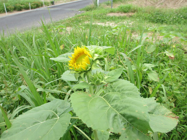 ひまわり６