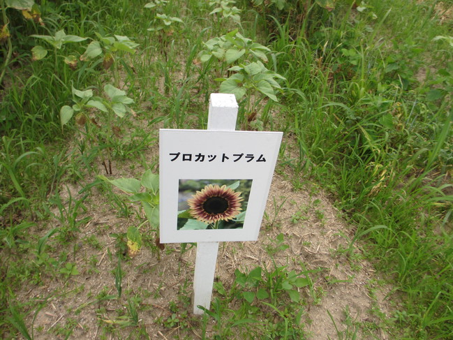 ひまわり７