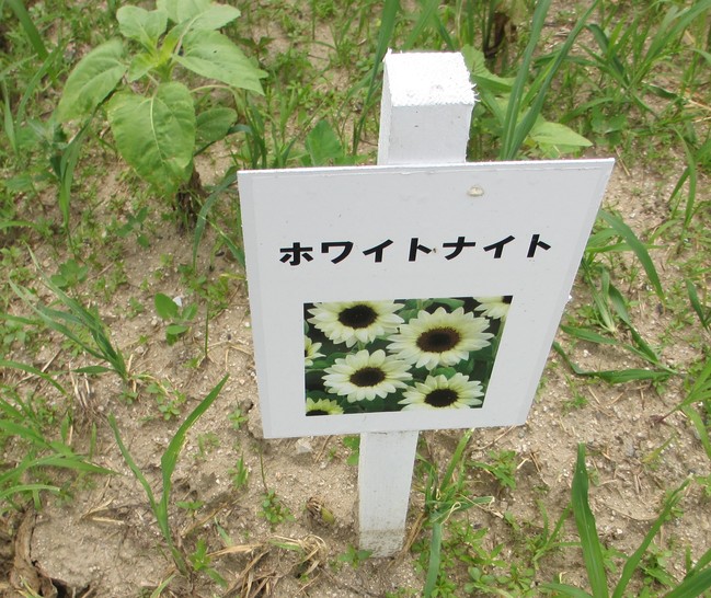 ひまわり８