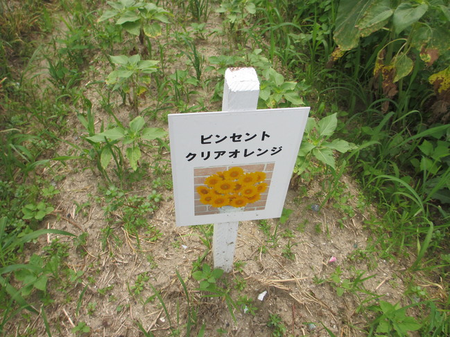 ひまわり９