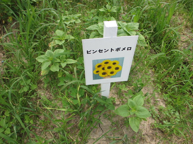 ひまわり１０