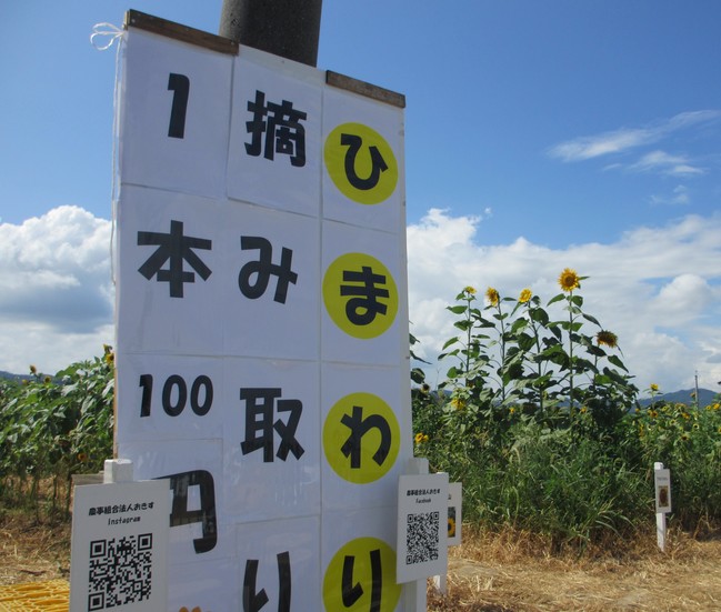 ひまわり