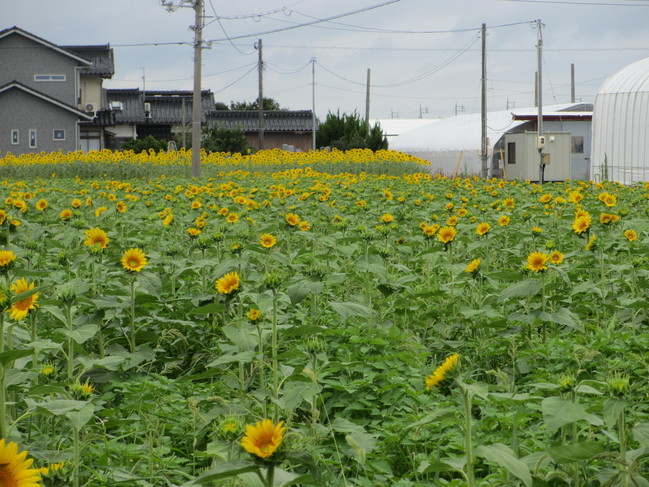 ひまわり１6