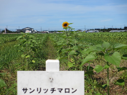 ひまわり