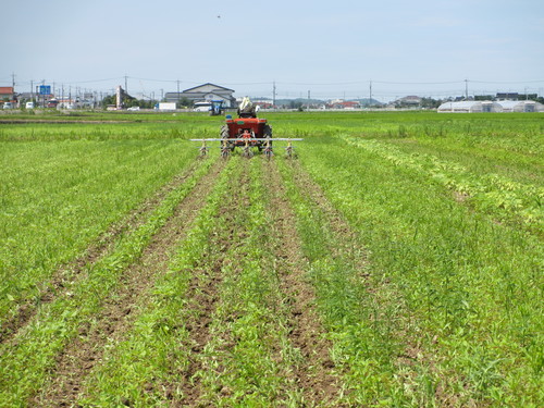 ひまわり７