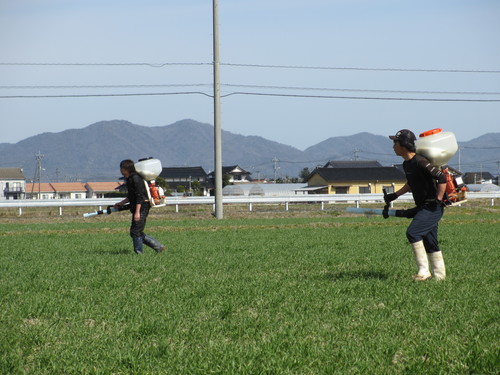 麦の追肥４
