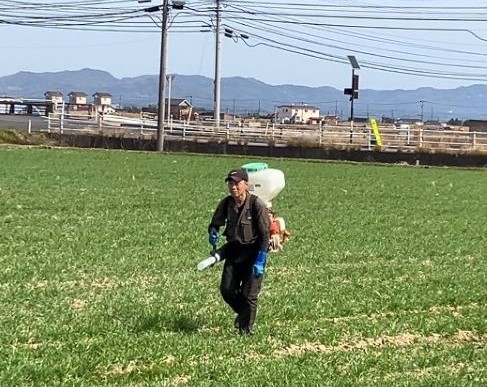 麦の追肥6