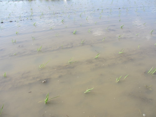 田植え8