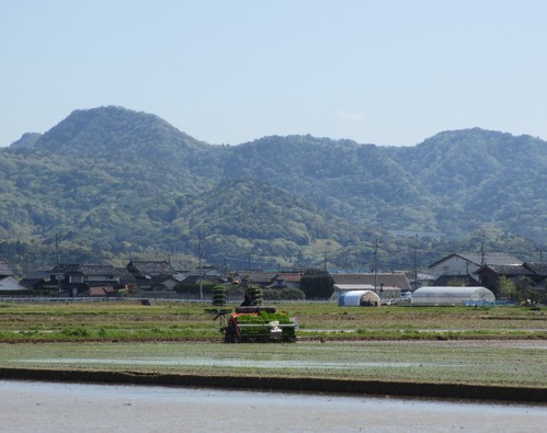 田植え13
