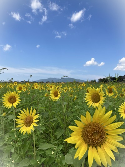 ひまわり