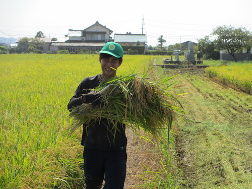 稲刈り2