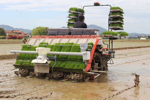 田植5