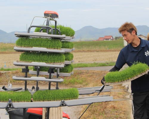 田植4
