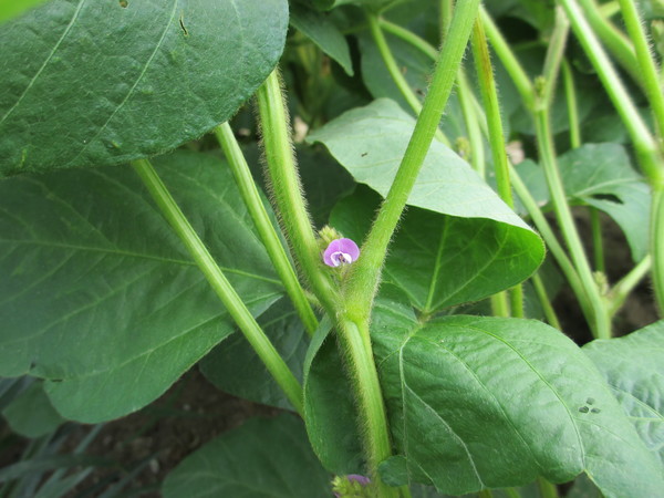 大豆の花２