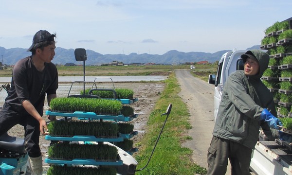 田植え7