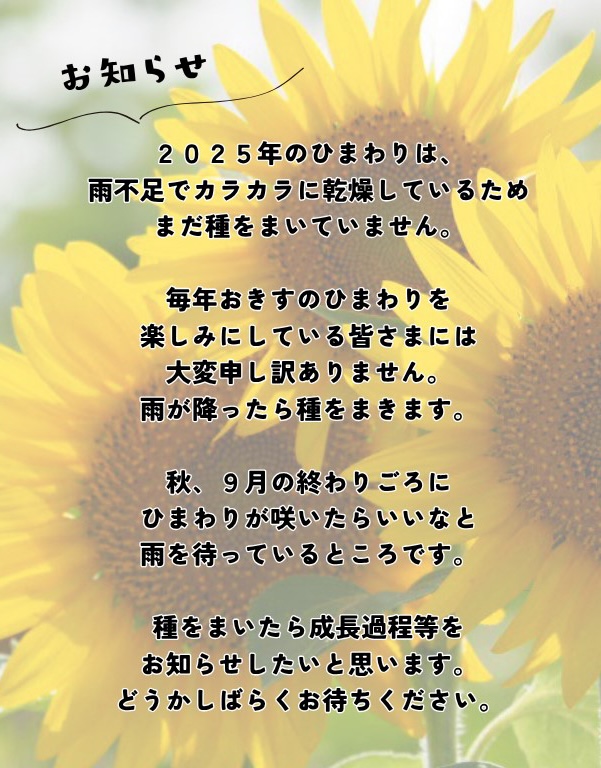 2025年のひまわりについて