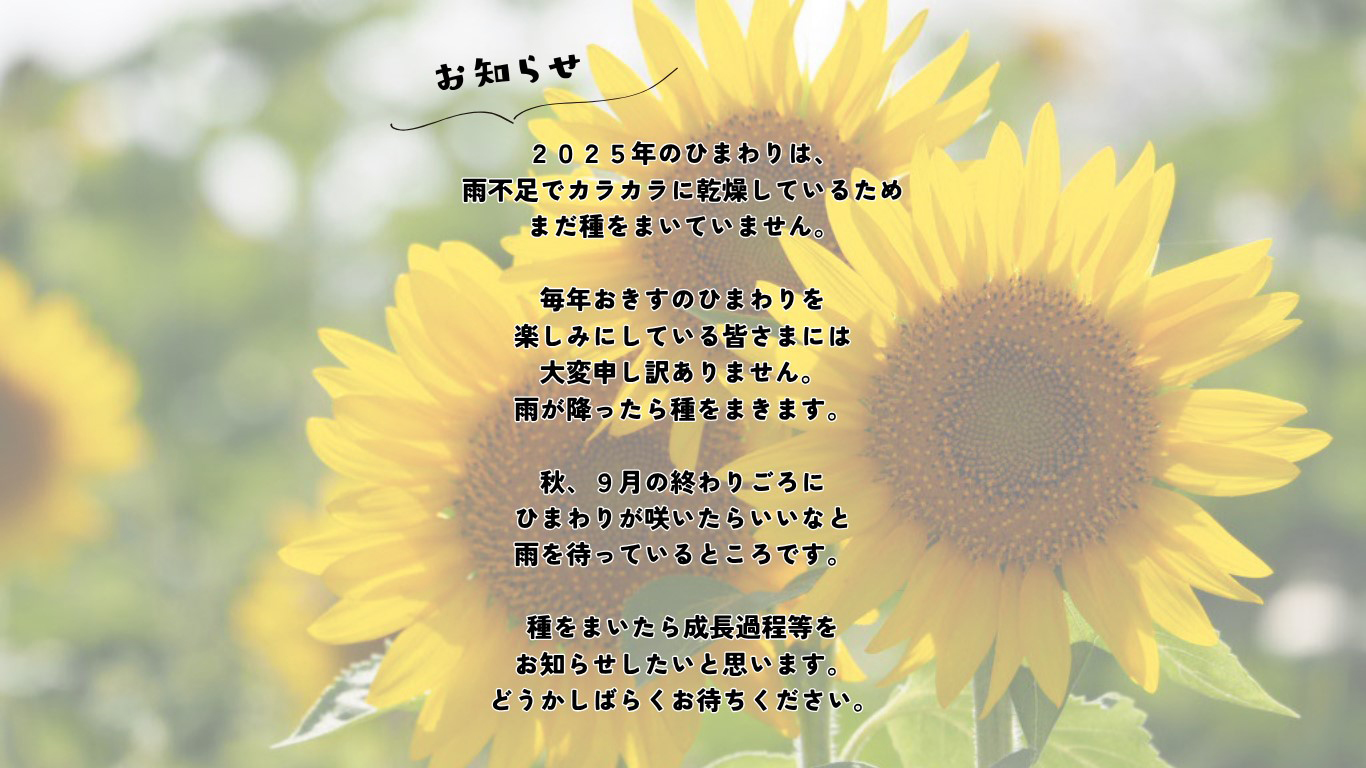 2025年のひまわりについて