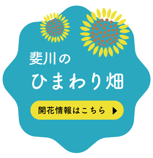 斐川のひまわり畑